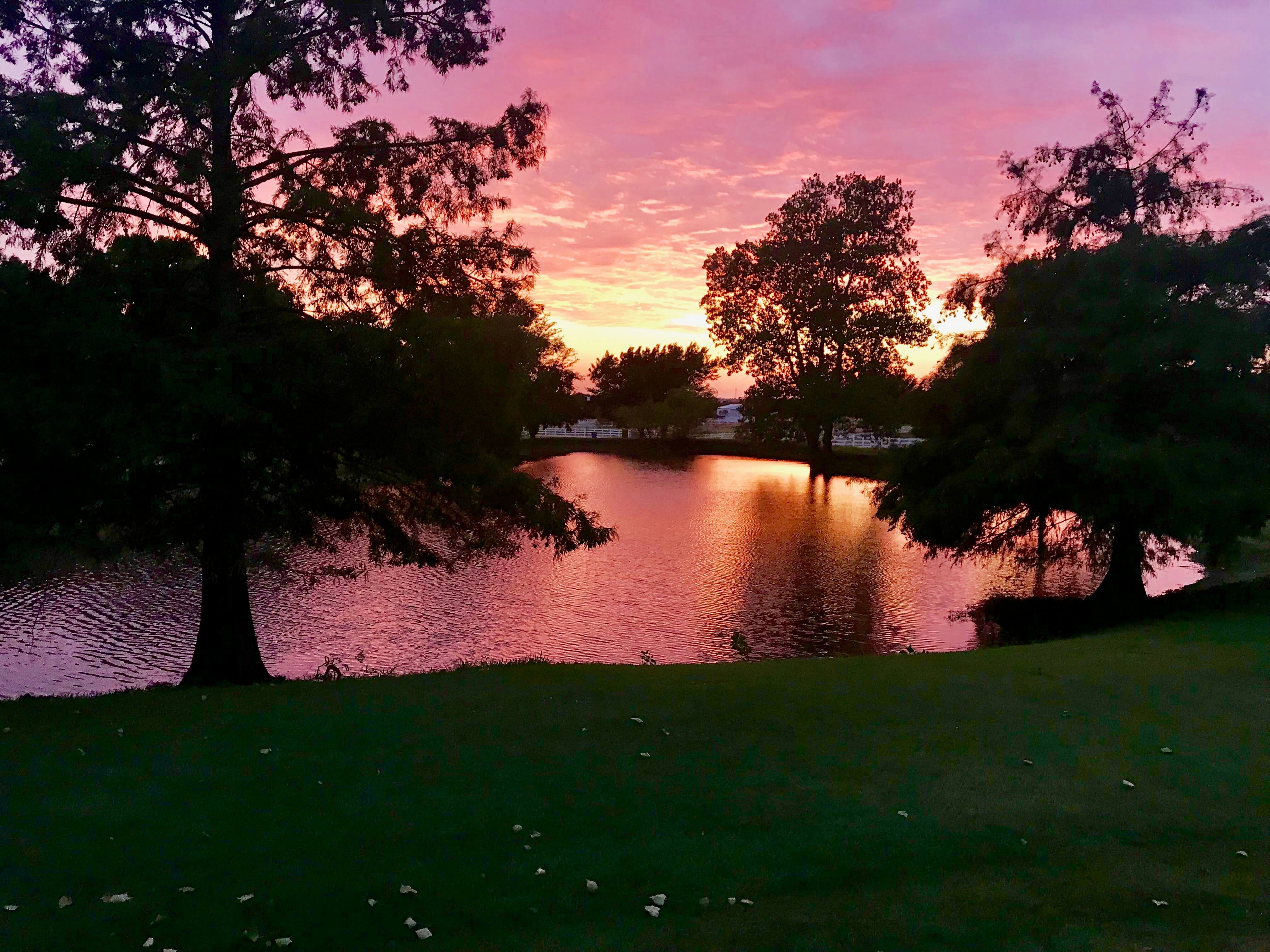Artificial grass services in Argyle, TX