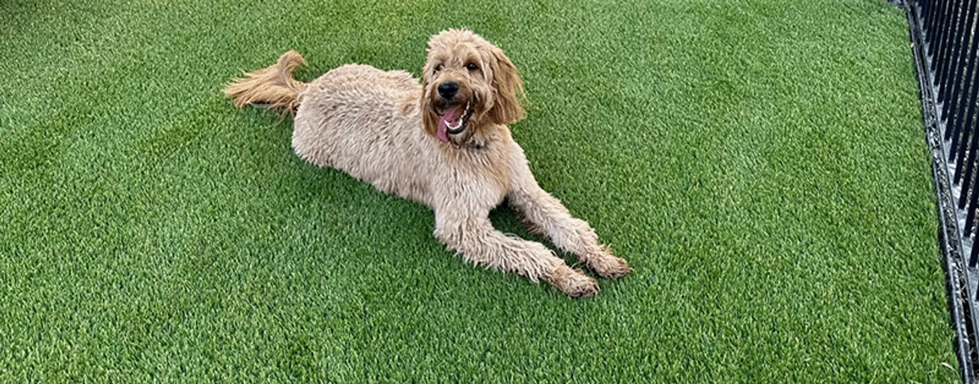 Artificial Turf For Pets